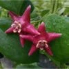 Hoya Coronaria (énorme Fleur Rose) (fleur De Porcelaine, Fleur De Cire) - Taille Pot De 2 Litres - 20/40 Cm -Terre et Verdure 640391e87de4d6.74387378