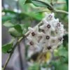Hoya Kanyakumariana (fleur De Porcelaine, Fleur De Cire) Taille Pot De 2 Litres - 20/40 Cm - Blanche -Terre et Verdure 640391eaeac0b6.86832370