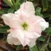 Adenium Obesum Cv. White Rabbit Blanc Et Rose - Taille Caudex D'environ 2000g 25/30cm Très Gros Caudex -Terre et Verdure 640391ec2fa6d0.97502926