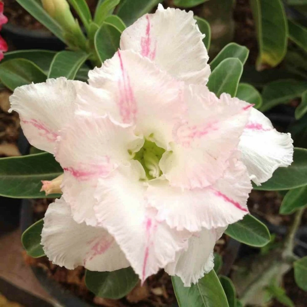 Adenium Obesum Cv. White Rabbit Blanc Et Rose - Taille Caudex D'environ 2000g 25/30cm Très Gros Caudex 3 Adenium Obesum Cv. White Rabbit Blanc Et Rose - Taille Caudex D'environ 2000g 25/30cm Très Gros Caudex