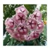 Hoya Archboldiana Rose (fleur De Porcelaine, Fleur De Cire) Rose - Taille Pot De 2 Litres - 20/40 Cm 1 Hoya Archboldiana Rose (fleur De Porcelaine, Fleur De Cire) Rose - Taille Pot De 2 Litres - 20/40 Cm -Terre et Verdure 640391ef1f57a2.15365888