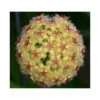 Hoya Mindorensis (fleur Jaune) (fleur De Porcelaine, Fleur De Cire) Jaune - Taille Pot De 2 Litres - 20/40 Cm -Terre et Verdure 640391f17a4f18.34729918