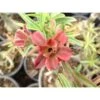 Adenium Obesum Cv.baby Rose Rose - Taille Caudex D'environ 300g 20/25cm 1 Adenium Obesum Cv.baby Rose Rose - Taille Caudex D'environ 300g 20/25cm -Terre et Verdure 640391f523a5f7.13445950