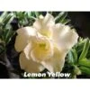 Adenium Obesum Cv.lemon Yellow Blanc - Taille Caudex D'environ 2000g 25/30cm Très Gros Caudex -Terre et Verdure 640391f79e4640.10944955