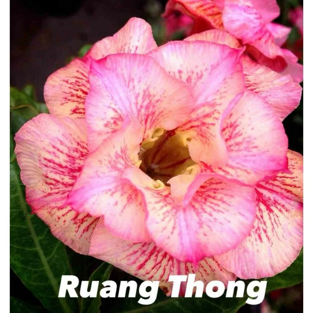 Adenium Obesum Cv.ruong Thong Jaune Rose - Taille Caudex D'environ 150g 4 Adenium Obesum Cv.ruong Thong Jaune Rose - Taille Caudex D'environ 150g – Image 2