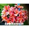 Plumeria Rubra "somkarasin" (frangipanier) Orange - Taille Pot De 2 Litres ? 20/30 Cm -Terre et Verdure 640391fa26b6b8.97824223
