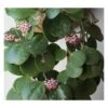 Hoya Obovata (fleur De Porcelaine, Fleur De Cire) Taille Pot De 2 Litres - 20/40 Cm - Blanc Et Rose -Terre et Verdure 640391fda92f43.54039385