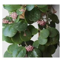 Hoya Obovata (fleur De Porcelaine, Fleur De Cire) Taille Pot De 2 Litres - 20/40 Cm - Blanc Et Rose