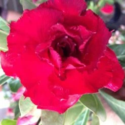 Adenium Obesum Cv. Vietnam Red Rouge - Taille Caudex D'environ 150g -Terre et Verdure 640391fee9f673.79062326
