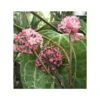 Hoya Sp. Aff. Clandestina (fleur De Porcelaine, Fleur De Cire) Rose - Taille Pot De 2 Litres - 20/40 Cm -Terre et Verdure 64039202798879.60286442