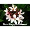 Plumeria Rubra "pink Singapore Dwarf" (frangipanier) Blanc - Taille Pot De 2 Litres ? 20/30 Cm 1 Plumeria Rubra "pink Singapore Dwarf" (frangipanier) Blanc - Taille Pot De 2 Litres ? 20/30 Cm -Terre et Verdure 64039204e5c0f6.35967032