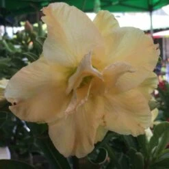 Adenium Obesum Cv.golden Dragon Jaune - Taille Caudex D'environ 300g 20/25cm