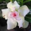 Adenium Obesum Cv.tivanon White Blanc Et Rose - Taille Caudex D'environ 300g 20/25cm