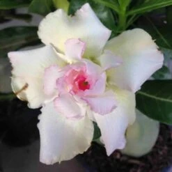 Adenium Obesum Cv.tivanon White Blanc Et Rose - Taille Caudex D'environ 300g 20/25cm