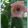 Hoya Patella Pink (fleur De Porcelaine, Fleur De Cire) Rose - Taille Pot De 2 Litres - 20/40 Cm 1 Hoya Patella Pink (fleur De Porcelaine, Fleur De Cire) Rose - Taille Pot De 2 Litres - 20/40 Cm -Terre et Verdure 6403920d63e2e1.94104974