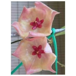 Hoya Patella Pink (fleur De Porcelaine, Fleur De Cire) Rose - Taille Pot De 2 Litres - 20/40 Cm -Terre et Verdure 6403920d67c0d9.47024577