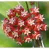 Hoya Affinis (fleur De Porcelaine, Fleur De Cire) Rouge - Taille Pot De 2 Litres - 20/40 Cm 2 Hoya Affinis (fleur De Porcelaine, Fleur De Cire) Rouge - Taille Pot De 2 Litres - 20/40 Cm -Terre et Verdure 640392132adcd6.78077519