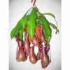 Nephentes Alata (plante Carnivore) Taille Pot De 2 Litres ? 30/40 Cm