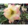 Adenium Obesum Cv.banburi Yellow Jaune Rose - Taille Caudex D'environ 2000g 25/30cm Très Gros Caudex 1 Adenium Obesum Cv.banburi Yellow Jaune Rose - Taille Caudex D'environ 2000g 25/30cm Très Gros Caudex -Terre et Verdure 64039215b397f8.43121215