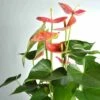 Anthurium Andreanum Rose Colorado (anthure Flamant Rose, Langue De Feu) Taille Pot De 2 Litres - 50/70 Cm -Terre et Verdure 6403921701c7c0.12352344