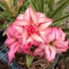 Adenium Obesum Cv.arrow Rose - Taille Caudex D'environ 2000g 25/30cm Très Gros Caudex -Terre et Verdure 64039218347512.34537358