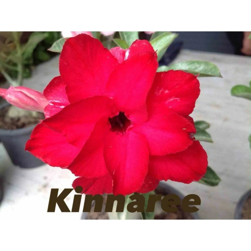 Adenium Obesum Cv.kinnaree Rouge - Taille Caudex D'environ 2000g 25/30cm Très Gros Caudex 3 Adenium Obesum Cv.kinnaree Rouge - Taille Caudex D'environ 2000g 25/30cm Très Gros Caudex