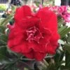 Adenium Obesum Cv.nakarad Red Rouge - Taille Caudex D'environ 300g 20/25cm -Terre et Verdure 6403921d28cc46.99255139