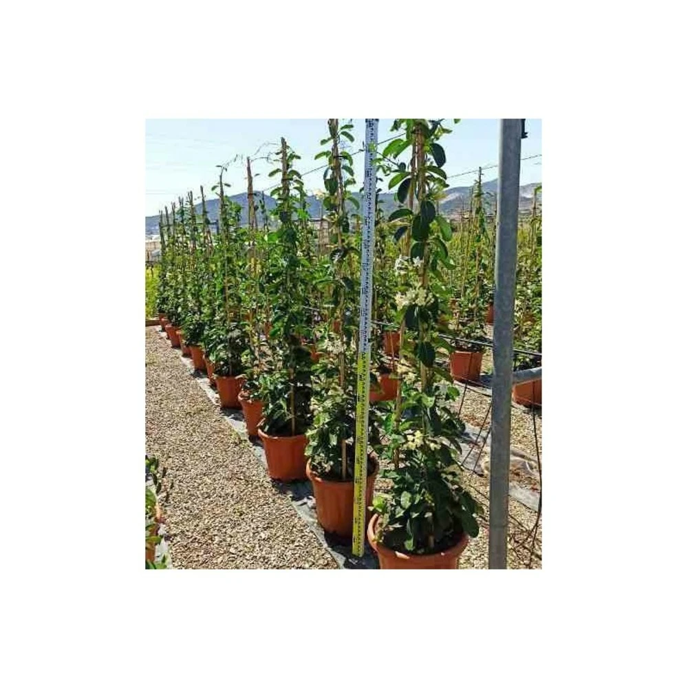 Stephanotis Floribunda (jasmin De Madagascar) Taille Pot De 2 Litres ? 40/60 Cm 4 Stephanotis Floribunda (jasmin De Madagascar) Taille Pot De 2 Litres ? 40/60 Cm – Image 2
