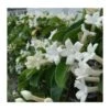 Stephanotis Floribunda (jasmin De Madagascar) Taille Pot De 2 Litres ? 40/60 Cm -Terre et Verdure 6403921eb81505.52082345