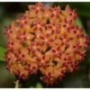 Hoya Valmayoriana (fleur De Porcelaine, Fleur De Cire) Orange - Taille Pot De 2 Litres - 20/40 Cm -Terre et Verdure 640392201982a0.14949775