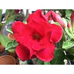 Adenium Obesum Cv. Udomsap Double Rouge - Taille Caudex D'environ 2000g 25/30cm Très Gros Caudex 5 Adenium Obesum Cv. Udomsap Double Rouge - Taille Caudex D'environ 2000g 25/30cm Très Gros Caudex -Terre et Verdure 6403922168ca53.28441645