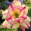 Adenium Obesum Cv.thong Yod Jaune Et Rouge - Taille Caudex D'environ 300g 20/25cm -Terre et Verdure 6403922611b1a6.49356406