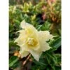 Adenium Obesum Cv.pie Apple Jaune - Taille Caudex D'environ 150g -Terre et Verdure 640392277ecf40.33563723