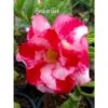 Adenium Obesum Cv.good Morning Rouge - Taille Caudex D'environ 2000g 25/30cm Très Gros Caudex 2 Adenium Obesum Cv.good Morning Rouge - Taille Caudex D'environ 2000g 25/30cm Très Gros Caudex -Terre et Verdure 640392292545a5.40898840