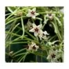 Hoya Retusa (fleur De Porcelaine, Fleur De Cire) Taille Pot De 2 Litres - 20/40 Cm - Blanc Et Rose -Terre et Verdure 6403922a81b240.90268606