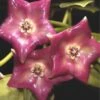 Hoya Cv. Monette (fleur De Porcelaine, Fleur De Cire) Rose - Taille Pot De 2 Litres - 20/40 Cm -Terre et Verdure 6403922bbe57d6.78750341