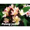 Plumeria Rubra "puang Yuk" (frangipanier) Jaune - Taille Pot De 2 Litres ? 20/30 Cm -Terre et Verdure 640392302e5ed3.27654074