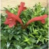 Aeschynanthus Hybride "japhrolepis" Taille Pot De 2 Litres - 20/60 Cm - Rouge -Terre et Verdure 6403923307a876.41231028