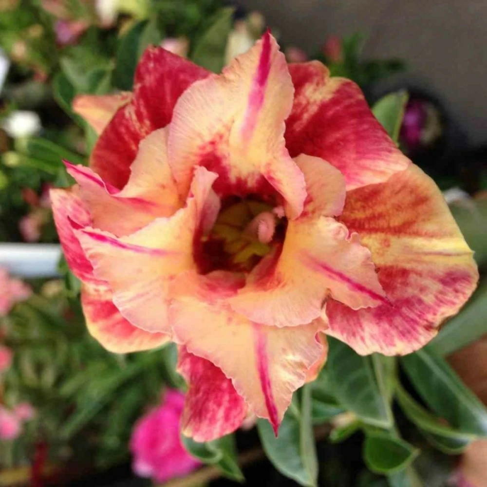 Adenium Obesum Cv.maree R Orange - Taille Caudex D'environ 150g 3 Adenium Obesum Cv.maree R Orange - Taille Caudex D'environ 150g
