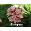 Plumeria Rubra "bunyen" (frangipanier) Rose - Taille Pot De 2 Litres ? 20/30 Cm -Terre et Verdure 6403923703e145.33275294