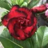 Adenium Obesum Cv.dragon Blood Rouge - Taille Caudex D'environ 300g 20/25cm -Terre et Verdure 640392385730b3.14453748