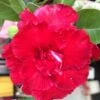 Adenium Obesum Cv.triple Red Rouge - Taille Caudex D'environ 150g -Terre et Verdure 6403923b3f75b3.39917595