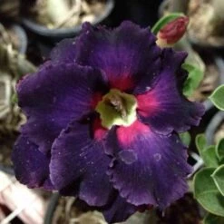 Adenium Obesum Cv.black Boader Noir - Taille Caudex D'environ 2000g 25/30cm Très Gros Caudex