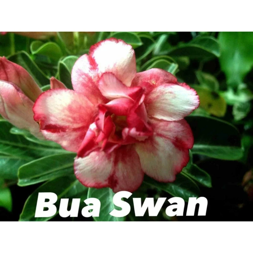 Adenium Obesum Cv.bua Swan Jaune Et Rouge - Taille Caudex D'environ 150g 3 Adenium Obesum Cv.bua Swan Jaune Et Rouge - Taille Caudex D'environ 150g