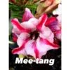 Adenium Obesum Cv Mee-tang Rose - Taille Caudex D'environ 150g -Terre et Verdure 64039243c41e55.49592770