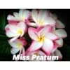 Plumeria Rubra "miss Pratum" (frangipanier) Taille Pot De 2 Litres ? 20/30 Cm - Tricolor -Terre et Verdure 64039244eb3cb2.51141192