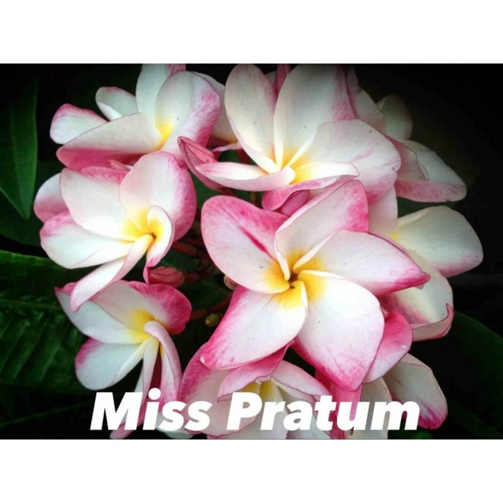 Plumeria Rubra "miss Pratum" (frangipanier) Taille Pot De 2 Litres ? 20/30 Cm - Tricolor 3 Plumeria Rubra "miss Pratum" (frangipanier) Taille Pot De 2 Litres ? 20/30 Cm - Tricolor