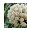Hoya Loyceandrewsiana (fleur De Porcelaine, Fleur De Cire) Taille Pot De 2 Litres - 20/40 Cm -Terre et Verdure 6403924aace4c7.71307836