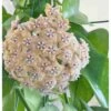 Hoya Fraterna (fleur De Porcelaine, Fleur De Cire) Taille Pot De 2 Litres - 20/40 Cm - Jaune Rose -Terre et Verdure 6403924db465b7.57343968