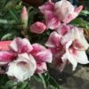 Adenium Obesum Cv.muang Prasertsri Blanc Et Rose - Taille Caudex D'environ 150g -Terre et Verdure 64039251eb94a4.37322393